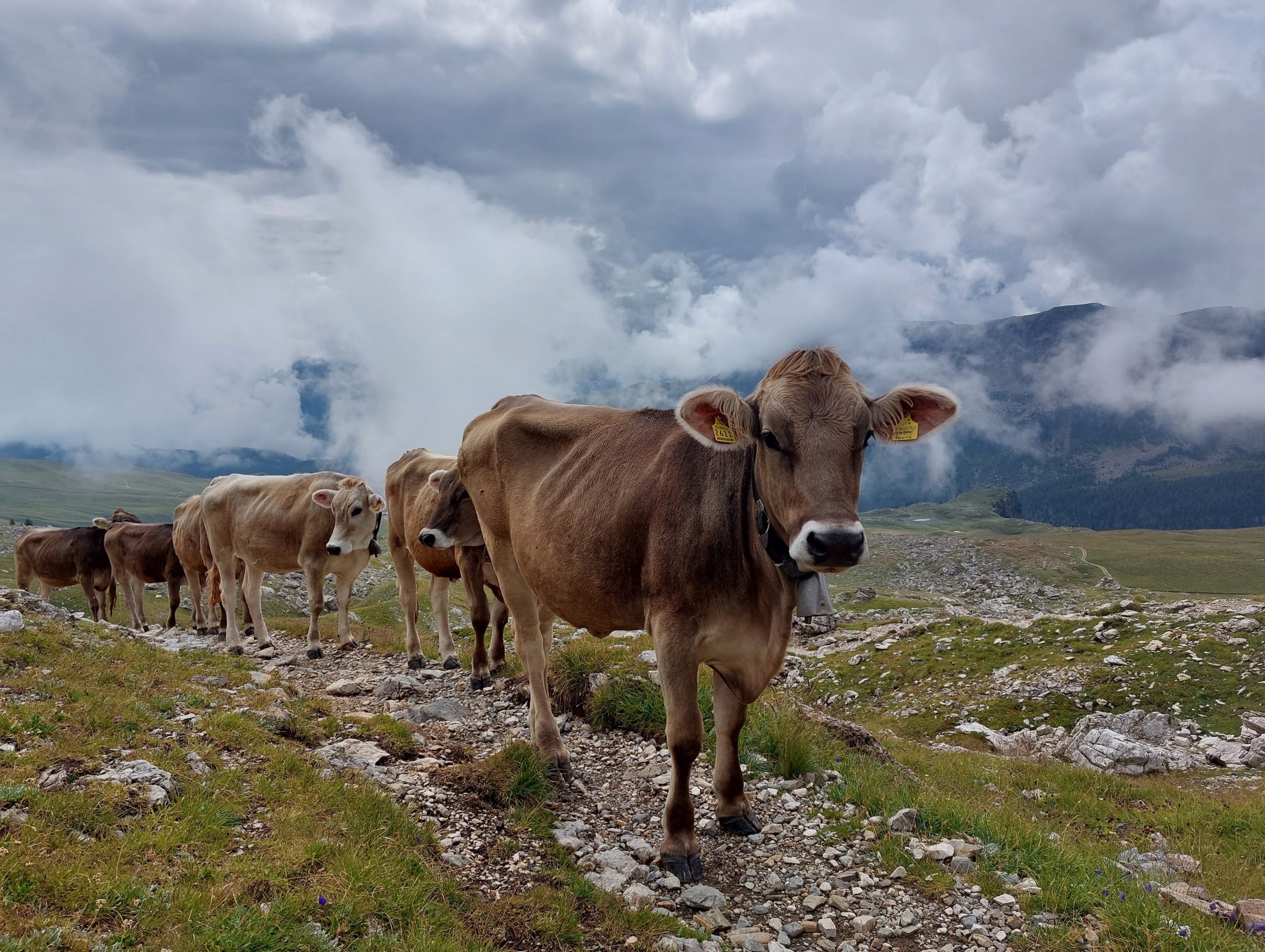 Val di Fassa_Dolomieten_MarleenB (9)