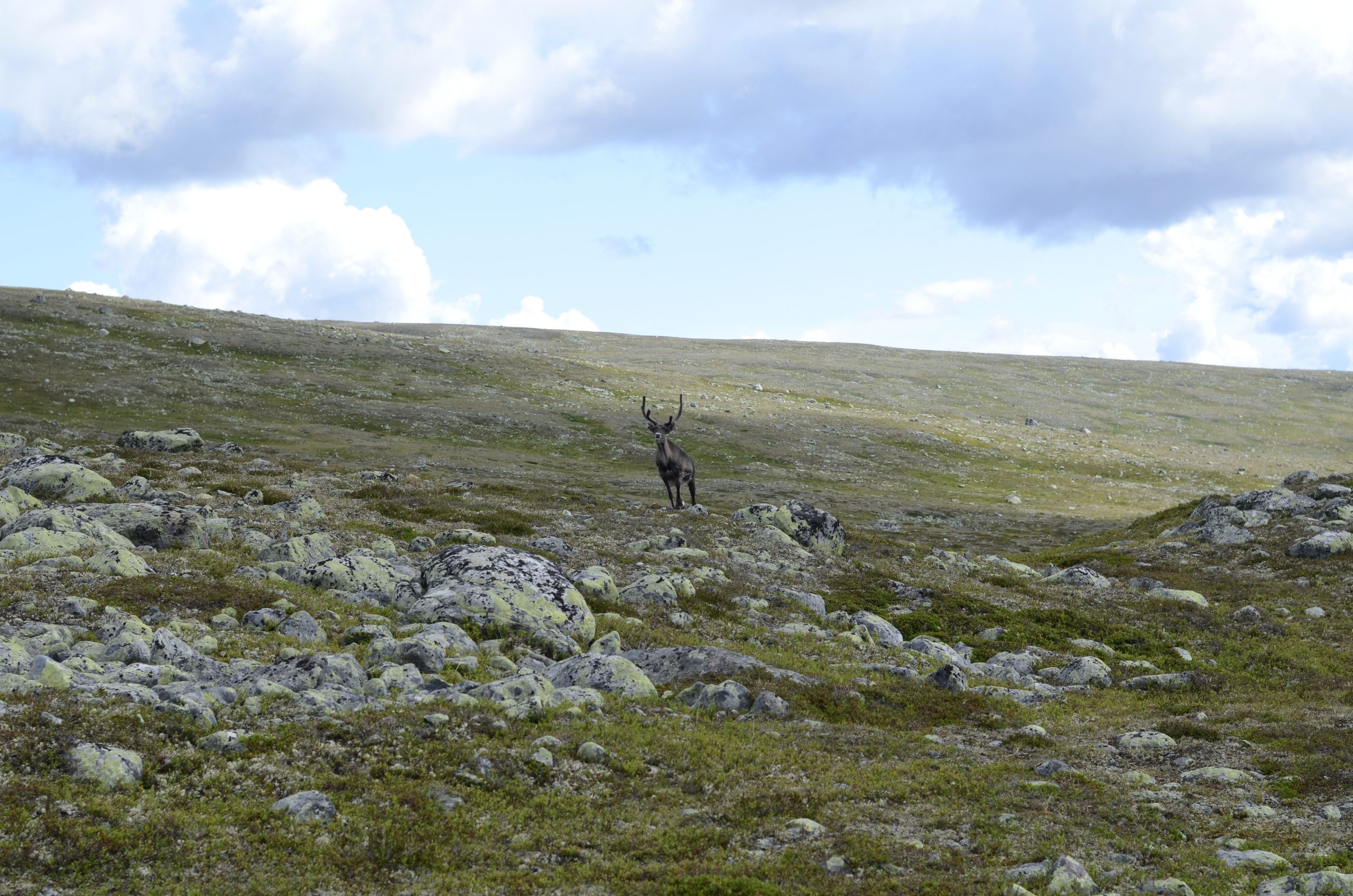 “femundsmarka 2” by Siri B.L., CC BY 2.0