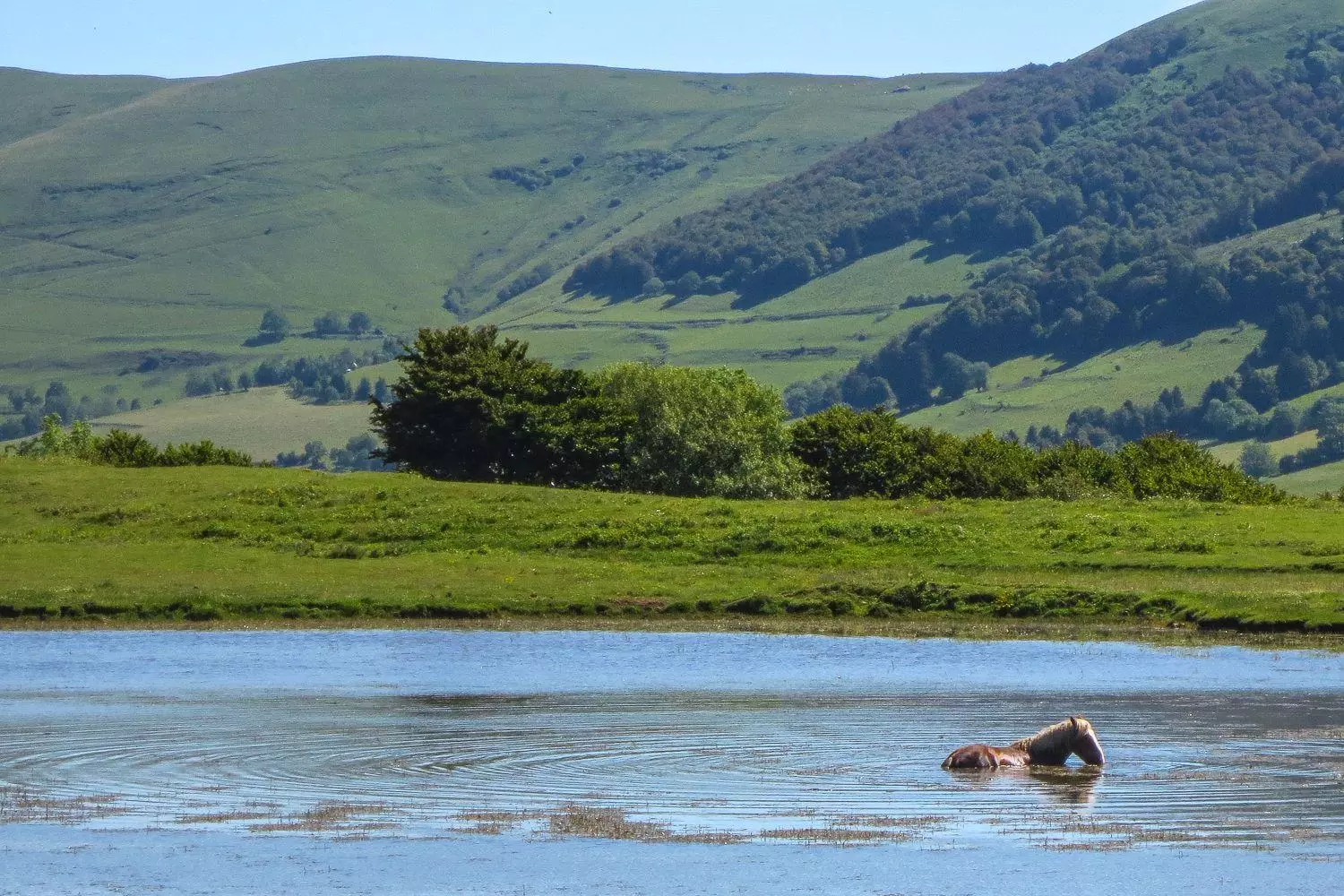 images_stories_Wandelingen__frankrijk_cantal_wandelvakantie__cantal__gr400-24