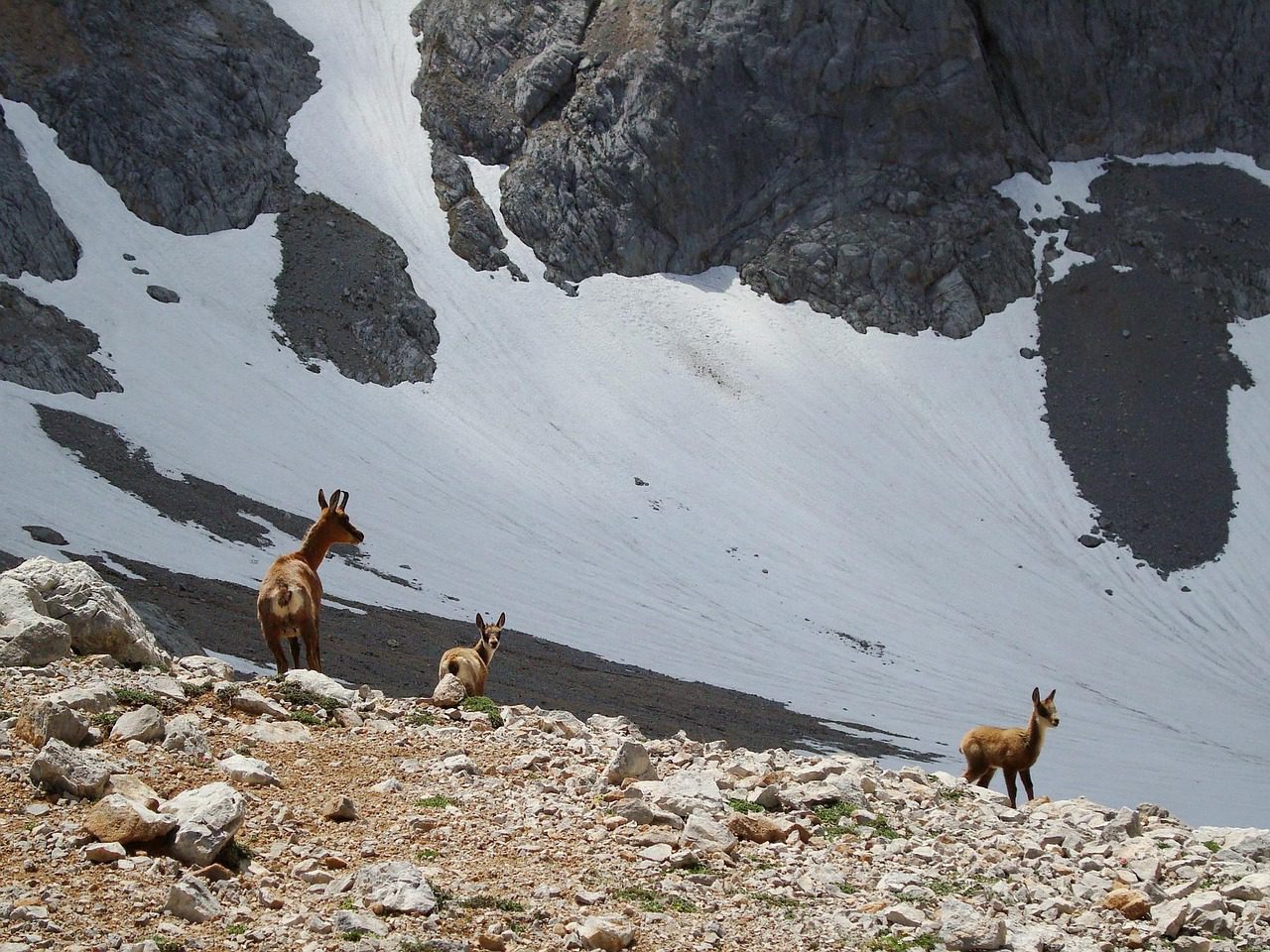 Pixabay-chamois-90961_1280-bulumalulu