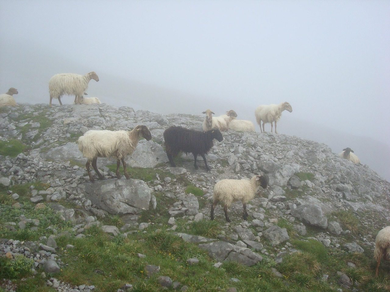 Pixabay-sheep-90955_1280-bulumalulu