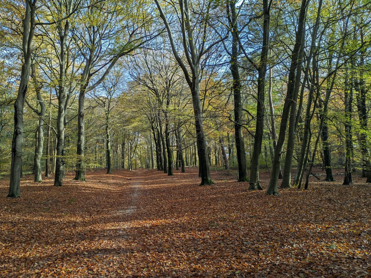 Tussendoor wandelen we door het bos bij de Bosbeek (Marco)