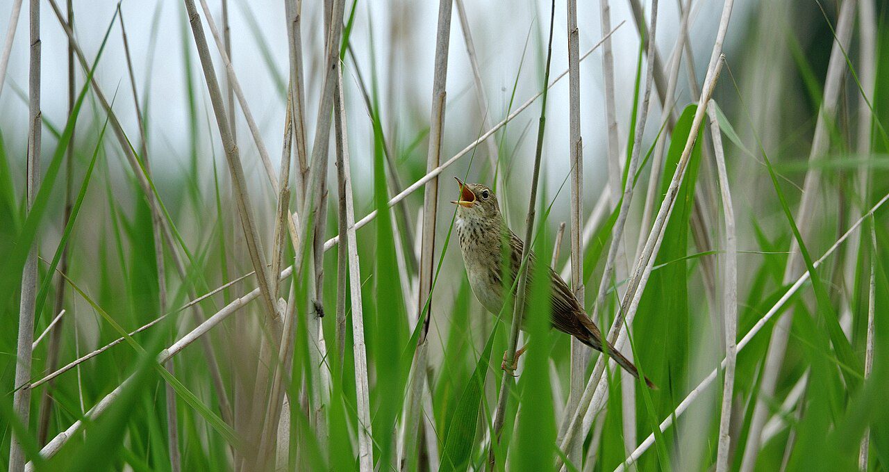 Sprinkhaanrietzanger_(35802160641)