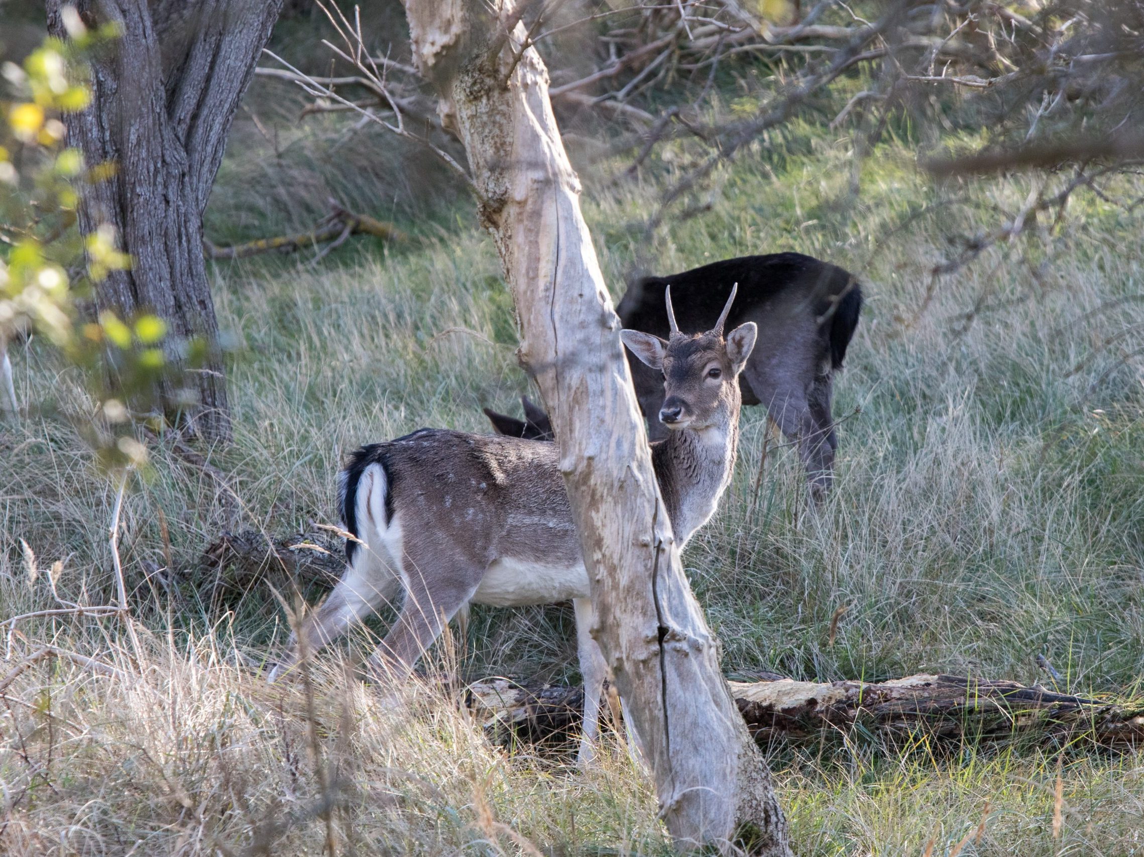 20171105_105708_BEW_7694 (Bas Wetter)
