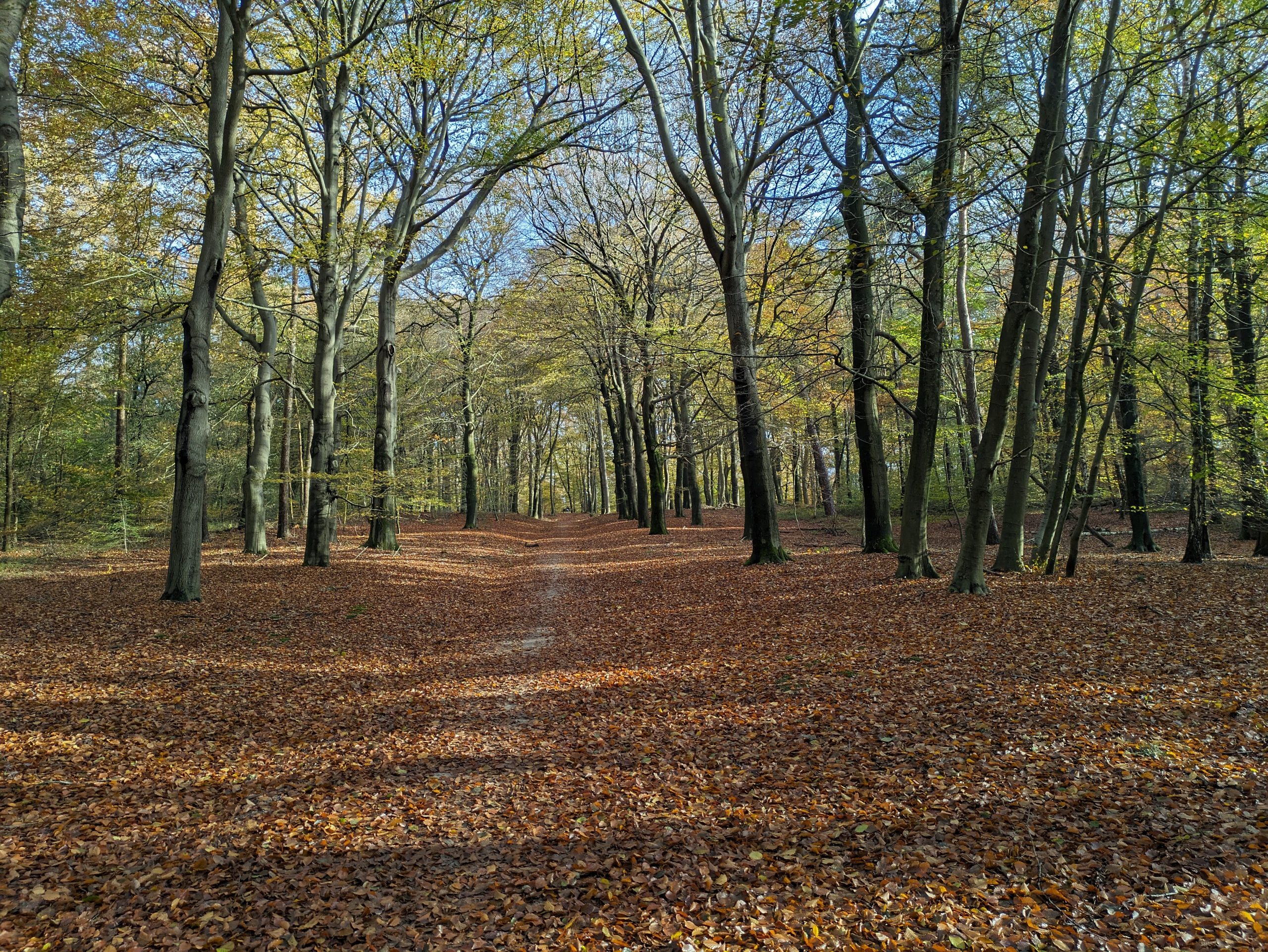 Bos Ede Bosbeek Marco(1)