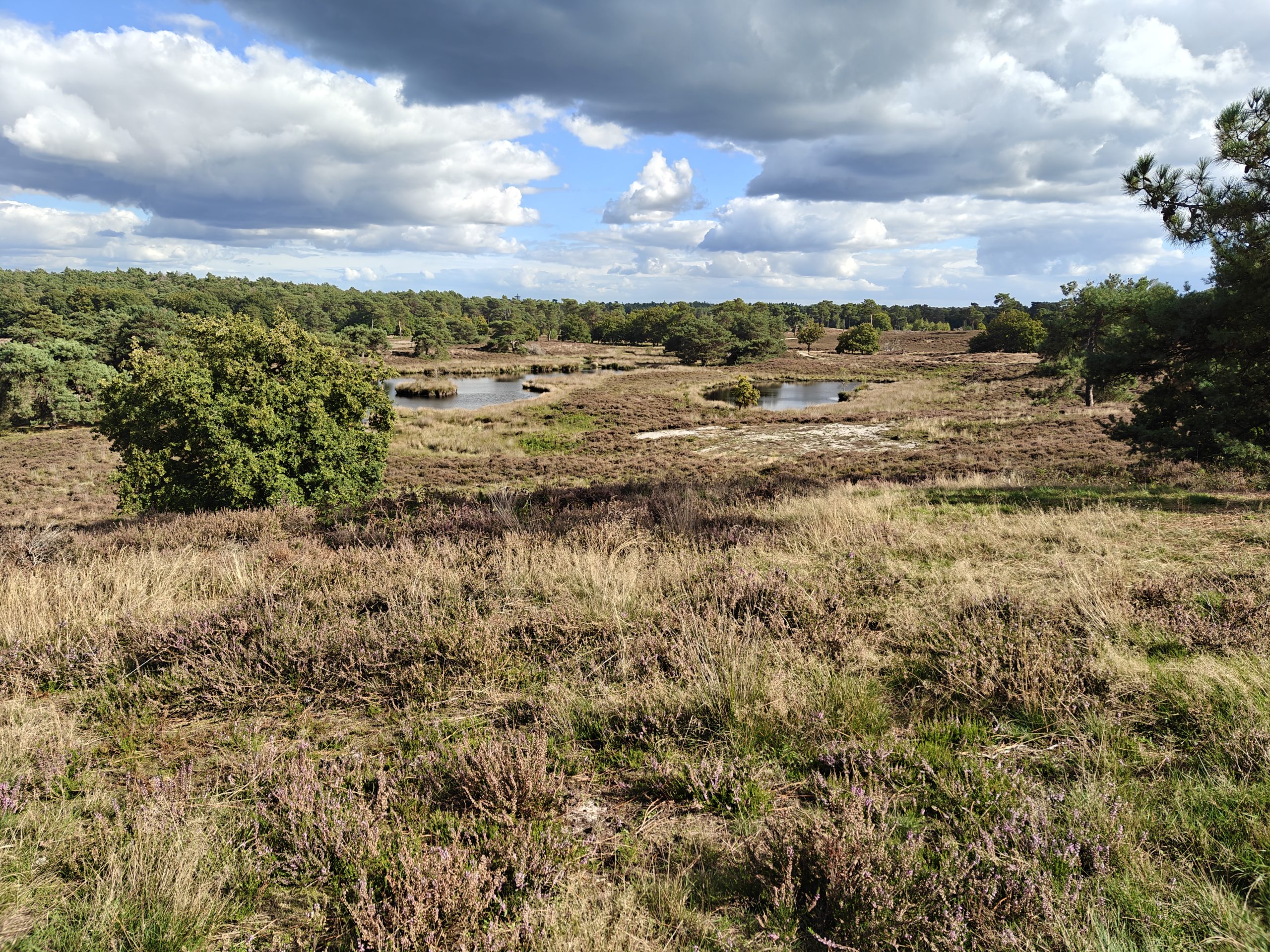 Zomerdagtocht Maasduinen