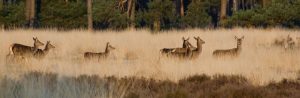 Kopie van Hindes op de Veluwe_Bas Wetter