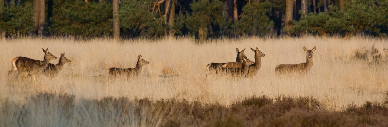 Kopie van Hindes op de Veluwe_Bas Wetter