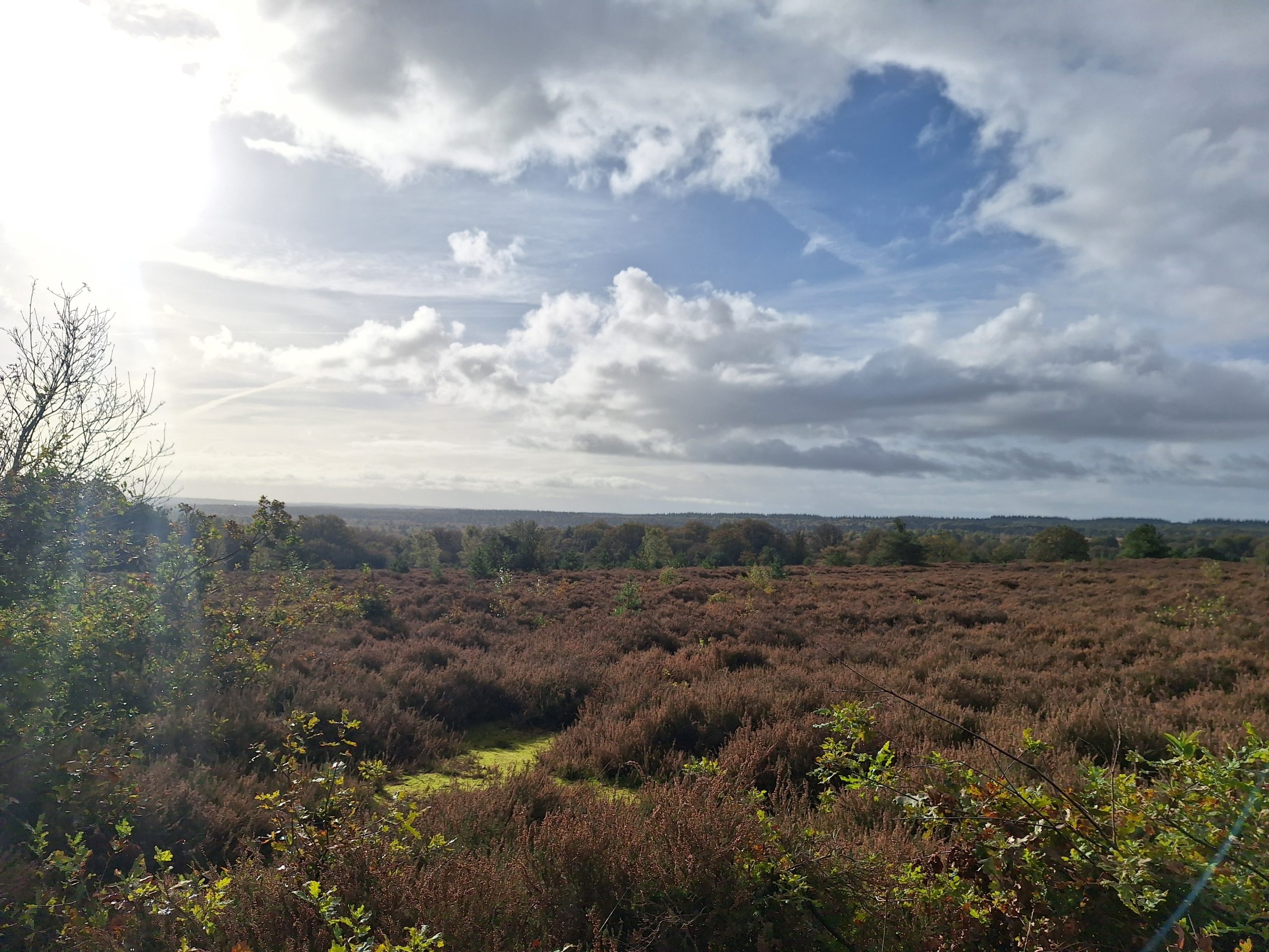 Van bos naar heide
