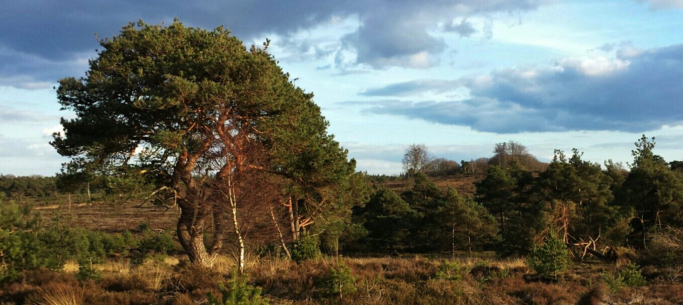 Mijmerpad in Holten