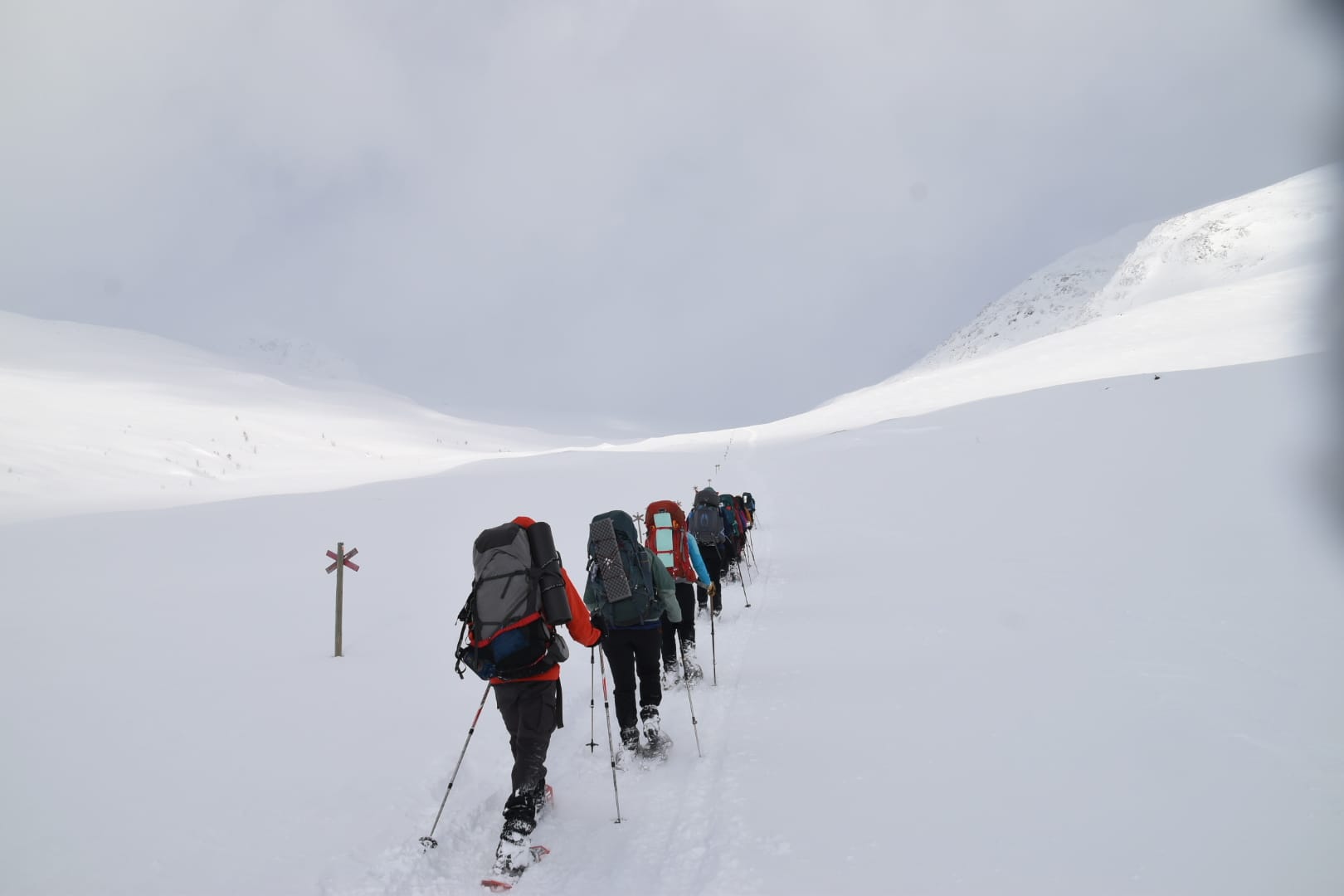 Winters Langsua
